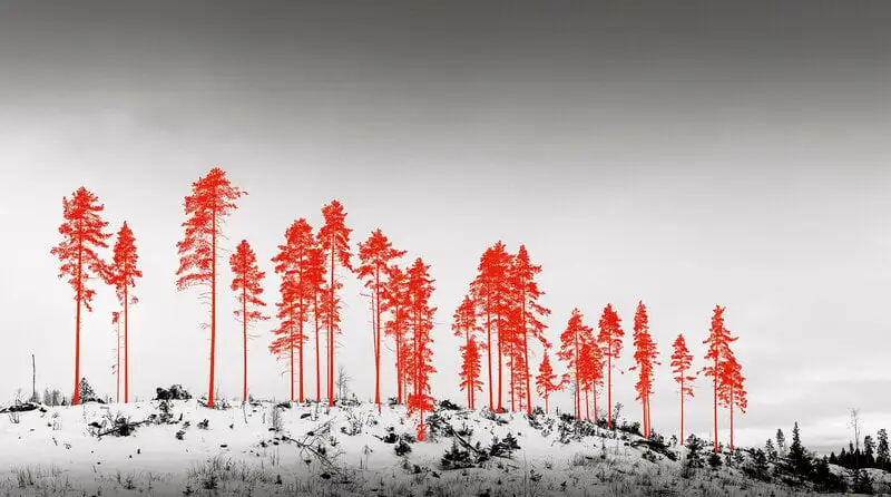 Kehrer Verlag 100 Hectares Of Understanding – Bild 3