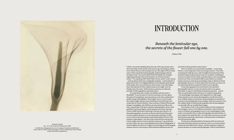 Thames & Hudson Flora Photographica: The Flower In Contemporary Photography – Bild 4