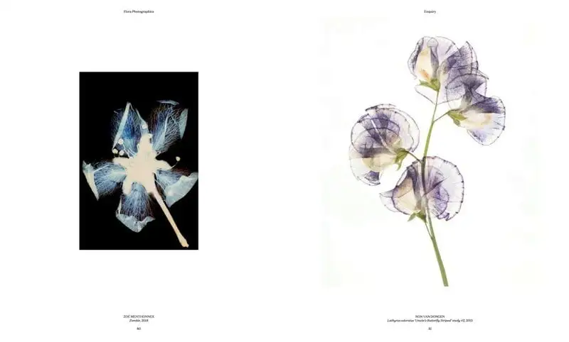 Thames & Hudson Flora Photographica: The Flower In Contemporary Photography – Bild 5